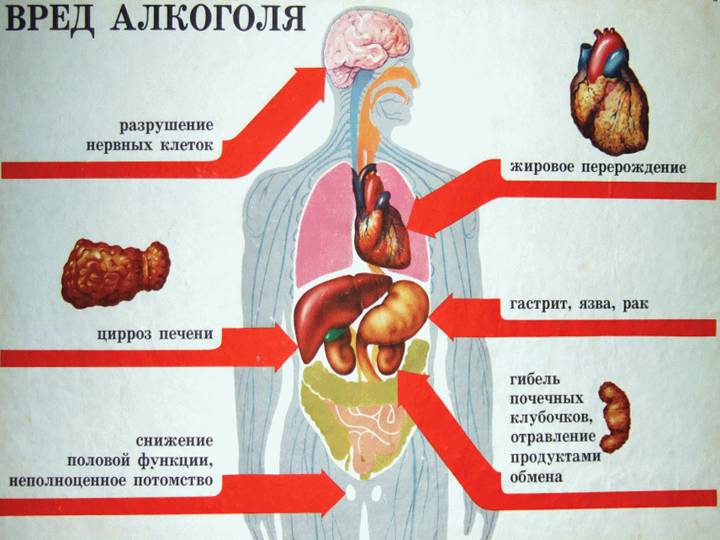 Реферат: Алкоголь и его отрицательное действие на организм